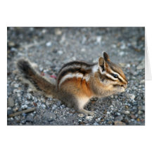 Chipmunk Greeting Card