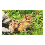 Chipmunk Mom with Babies Sticker