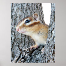 Chipmunk photo　(17-4) プリント