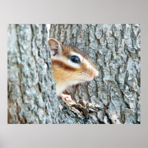 Chipmunk photo　(17-4) ポスター
