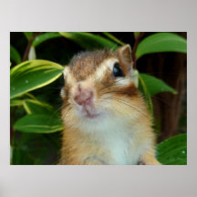 Chipmunk photo　(20-2) プリント