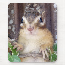 Chipmunk photo　(20-3) マウスパッド
