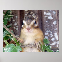 Chipmunk photo　(20-3) プリント