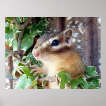 Chipmunk photo　(20-4) プリント