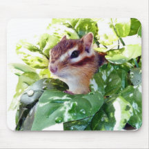 Chipmunk photo　(25) マウスパッド