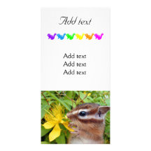 Chipmunk photo (30-19) photo greeting card