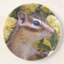 Chipmunk photo　(30-1) コースター