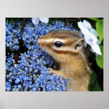Chipmunk photo　(30-21) ポスター