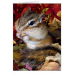 Chipmunk (photo) , Autumn カード