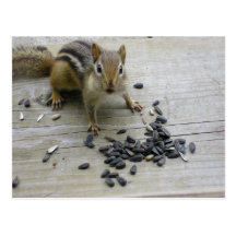 Chipmunk Postcard