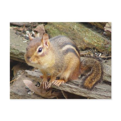 Chipmunk Postcard 2 by natures_edge