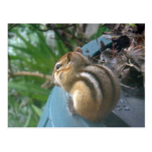 Chipmunk Postcards