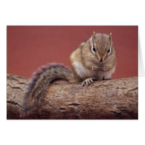 Chippie Card