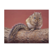 Chippie Postcard