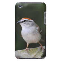 Chipping Sparrow iPod Touch Cases
