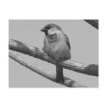 Chipping Sparrow Postcards
