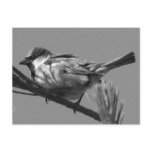 Chipping Sparrow Postcard