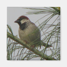 Chipping Sparrow Refrigerator Magnets