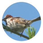 Chipping Sparrow Sticker