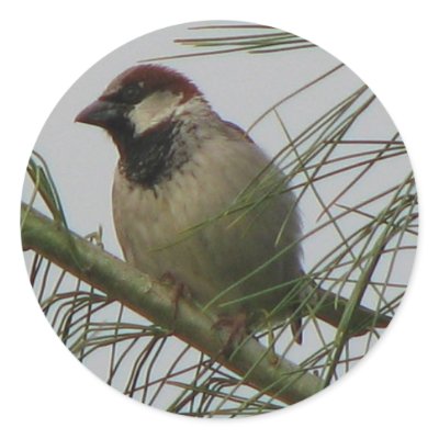 Chipping Sparrow Sticker by princessklb07