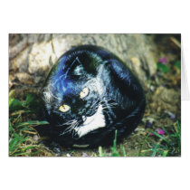 "Chippy" cat rock card