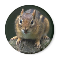 Chippy The Chipmunk Magnet