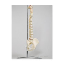 Chiropractic skeleton postcards