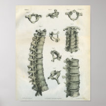 Chiropractie cervicale et thoracique d'épine posters