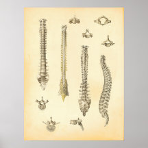 Chiropractie d'affiche d'anatomie d'épine et de ve