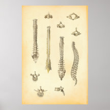 Chiropractie d'affiche d'anatomie d'épine et de ve