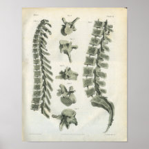 Chiropractie de vertèbres thoraciques et lombaires poster