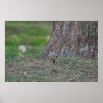 Chirping Bird Print