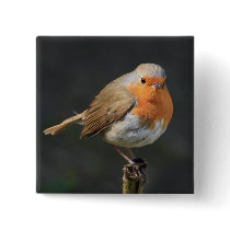 Chirpy Robin Buttons
