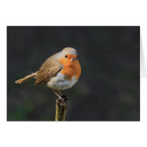 Chirpy Robin Greeting Card