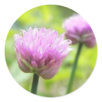 Chive Blossoms