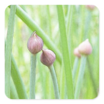 Chive Flower Buds Square Stickers