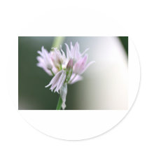 Chive flower stickers