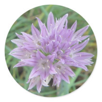 Chive Flowers: Allium Schoenoprasum Stickers