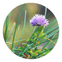 Chives Blue On Grass Stickers