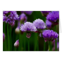 Chives Greeting Card