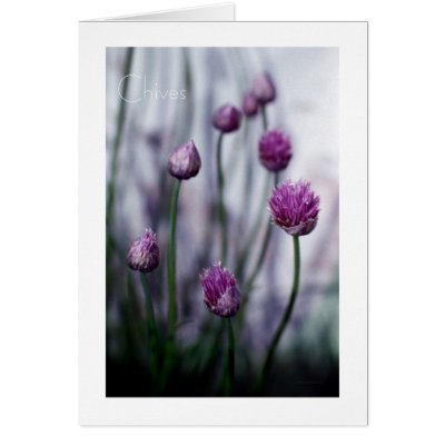 Chives in Bloom Card by ve1mos