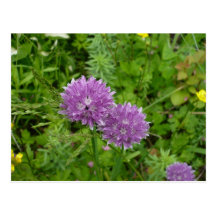 Chives Post Cards