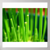 Chives Poster