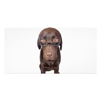 Choccy Lab in Glasses Photo Card Template