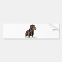 Choco Lab Bumper Sticker
