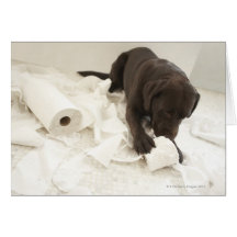 Chocolate brown labrador. greeting cards