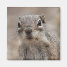 Chocolate Doughnut Face Squirrel Magnet