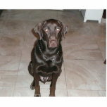 chocolate lab 2 photo cutout