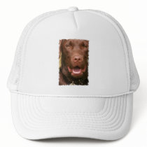 Chocolate Lab Basebal Hat