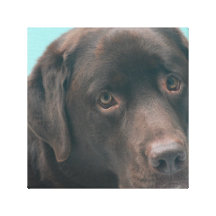 Chocolate Lab Dog Canvas Print